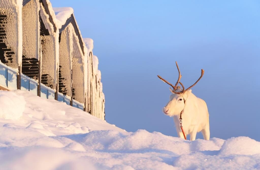 Skiing Holidays at Star Arctic Hotel, Saariselka, Finland